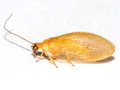 Hemerobius nitidulus